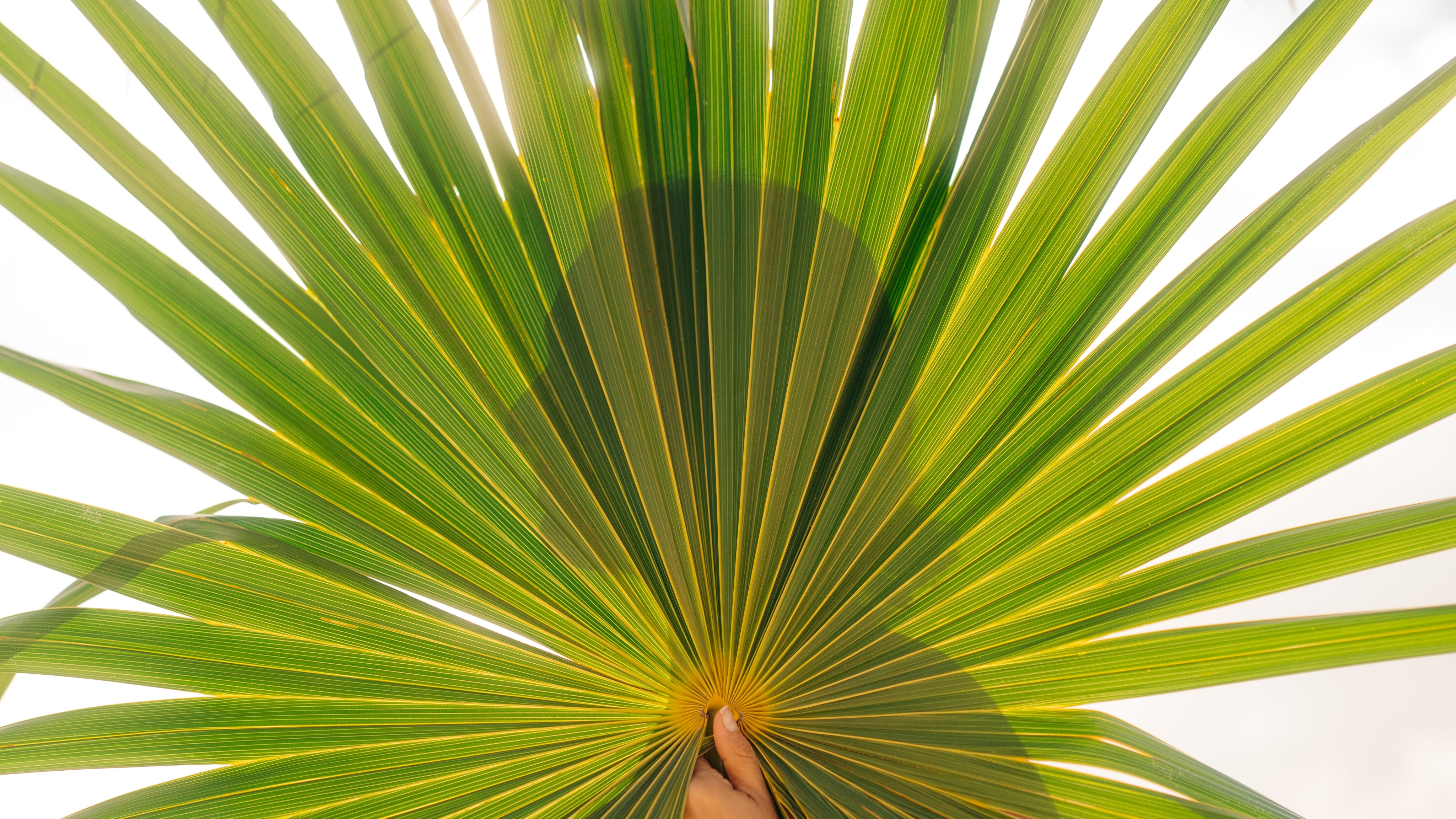 Silhouette of a woman's head looking to the side behind a palm frond at Mandarin Oriental Residences in Kanai Riviera Maya.