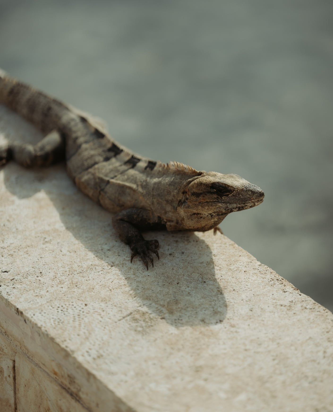 A Black Spiny-tailed Iguana resting on a stone ledge at Mandarin Oriental Residences Kanai in Riviera Maya, Mexico.